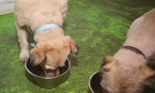 狗狗為什么不能吃橘子