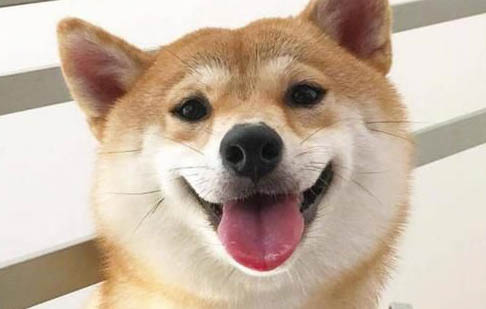 狗狗吃撐會得細小嗎
