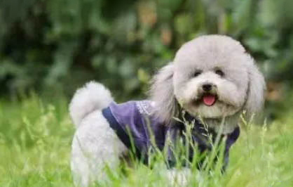 犬瘟狗狗多久不吃東西