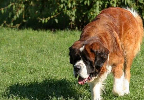 圣伯納犬為什么禁養