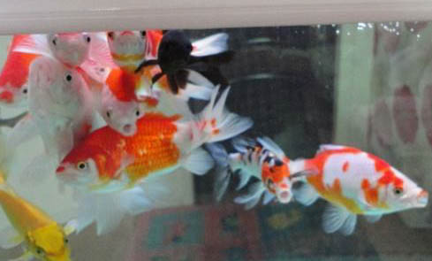 錦鯉魚趴缸底的原因及處理方法