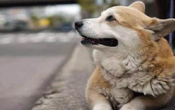 狗能吃胡蘿卜嗎?