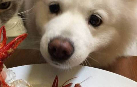狗狗喂藥器 狗狗喂藥的主要方法有哪些