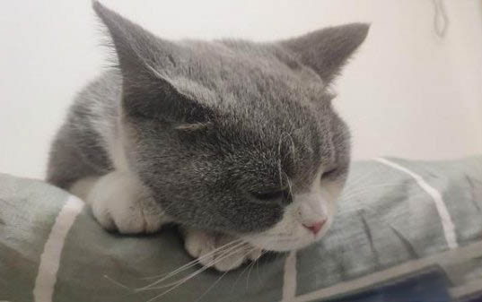 小貓的腸胃炎吃什么藥
