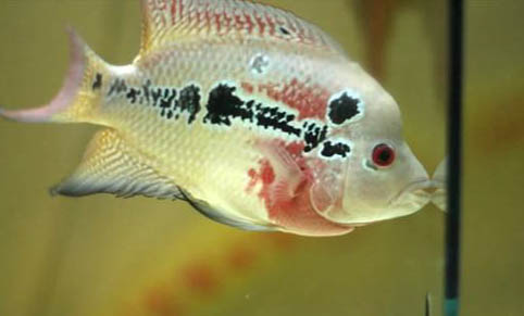 羅漢魚(yú)苗多大開(kāi)始起頭變色