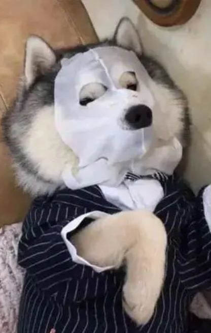 狗狗肝腹水能治好嗎
