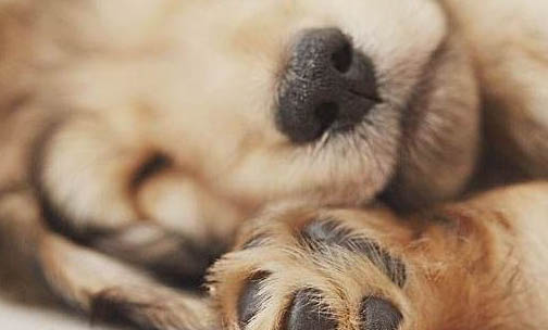 狗狗項圈怎么帶