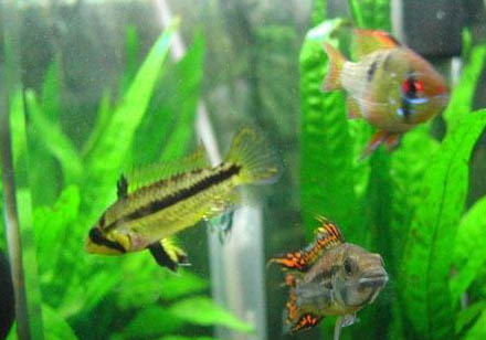 養(yǎng)魚不用氧氣泵可以嗎