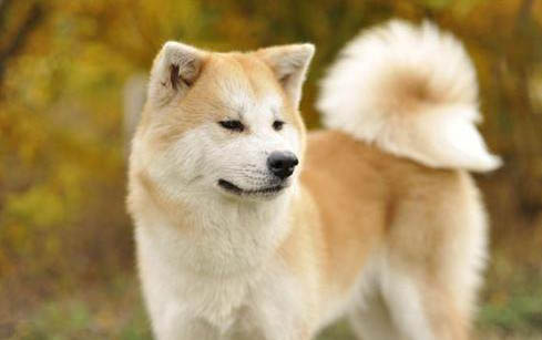 秋田犬和柴犬哪個(gè)好?