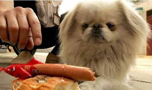 棉花面紗犬哪里有賣