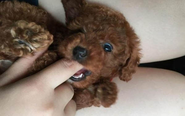 狗狗拉綠色便便有點稀是怎么回事