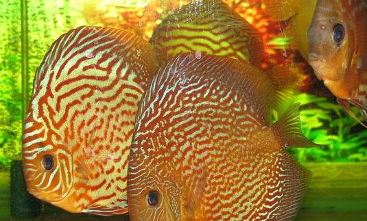七彩神仙魚需要使用加熱棒嗎