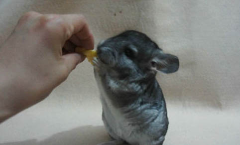 龍貓的飼養方法