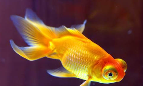 地圖魚長白點了怎么辦