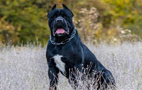 如何訓練卡斯羅幼犬不跟陌生人走