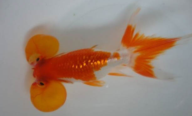 金魚特征
