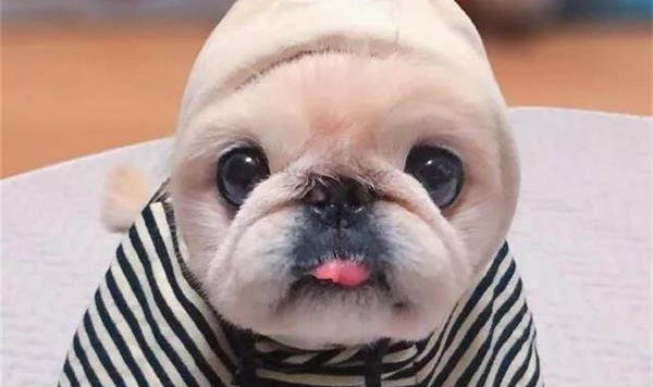 一般成年犬被傳染犬瘟要多久