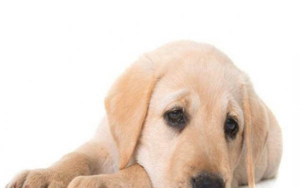 狗狗吃撐會得細小嗎