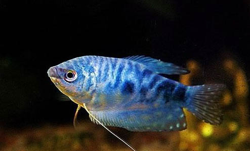 魚爛鰓病怎么治療