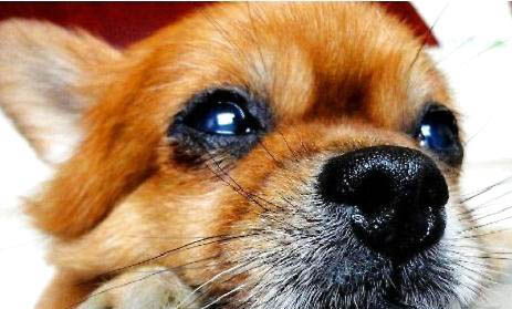 博美犬飼養方法和注意事項