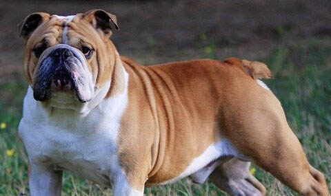 英國斗牛犬的原產地在哪里