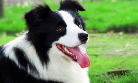 邊境牧羊犬一般多少錢一只