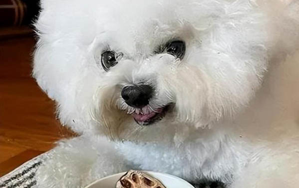 狗狗乳房硬塊如何消除