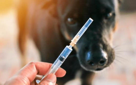 狗狗有哪些皮膚病？
