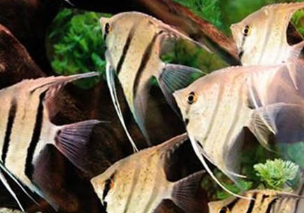 藍面神仙魚好養嗎