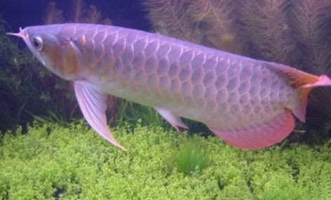 魚缸里有白色絮狀物怎么處理