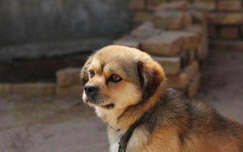 巴哥幼犬拉稀怎么辦