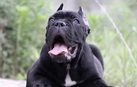 你知道養卡斯羅犬七大禁忌有哪些嗎