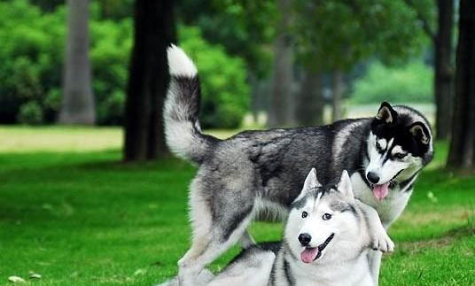 什么是犬蠕形螨病