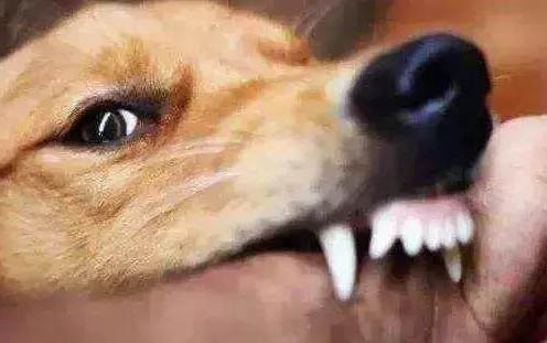 狗發熱嘔吐