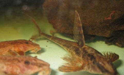魚缸用鹽怎么消毒