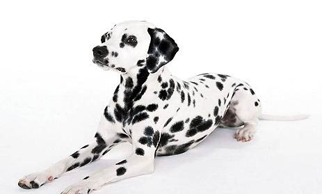 大型犬有哪些