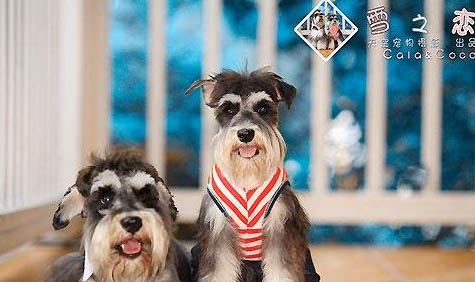 雪納瑞犬大概多少錢