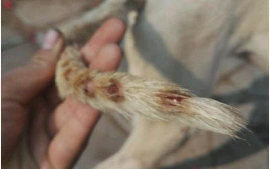狗狗得細小怎么治療?