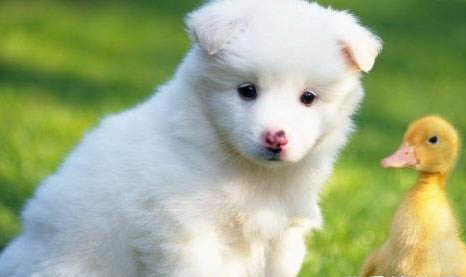 米格魯獵兔犬是哪個(gè)國(guó)家的