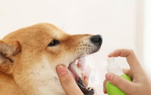 狗狗腳趾炎用紅霉素軟膏?