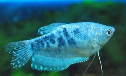 藍星魚飼養