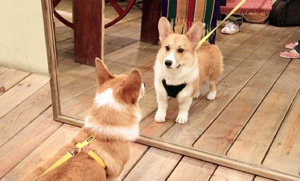 怎么教狗狗在固定地方大小便