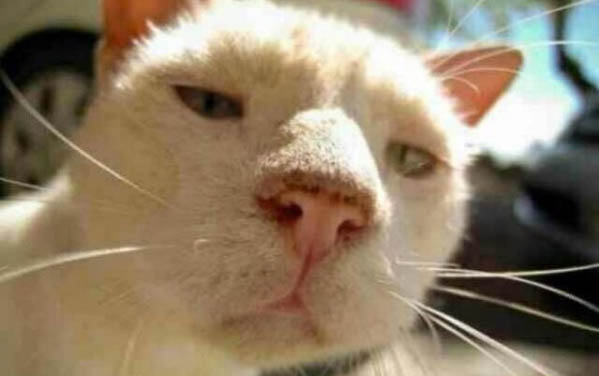 貓咪眼睛紅腫一直流眼淚