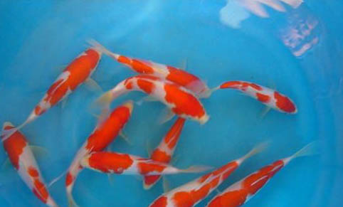 冷水觀賞魚有哪些
