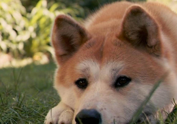 日本秋田犬智商