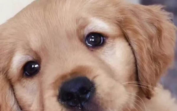 狗狗懷孕40天的癥狀