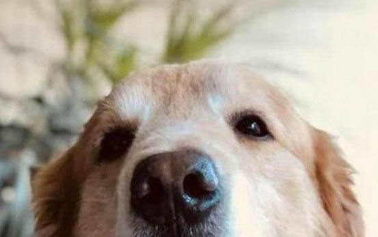 狗狗絕育之后會恨主人