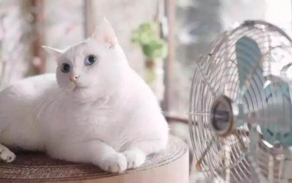 貓可以吃蝦么？