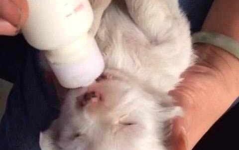 狗狗慢性肝炎能活多久