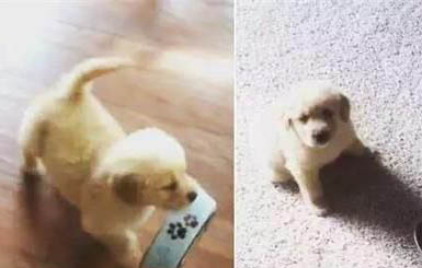 狗可以吃香蕉嗎？